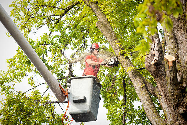 How Our Tree Care Process Works  in  Gallipolis, OH