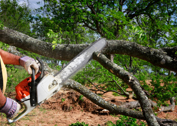 Best Tree Trimming and Pruning  in Gallipolis, OH